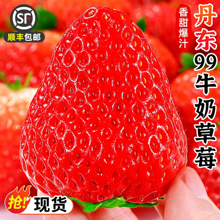 【顺丰包邮】丹东99牛奶草莓1-3斤九九红颜奶油草莓应季水果
