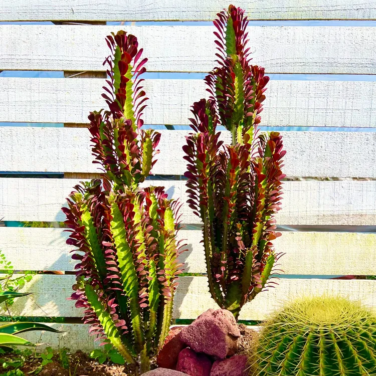 红龙骨仙人掌盆栽室内外通用耐旱易养护多肉植物花园庭院造景