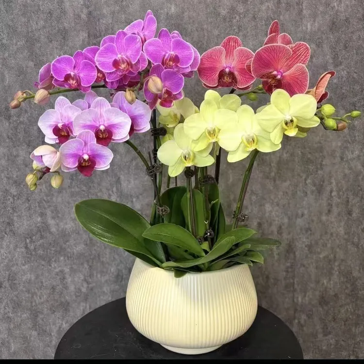 【2.8寸杯苗-紫-带花剑】植物室内客厅桌面好养的小绿值带花剑发货