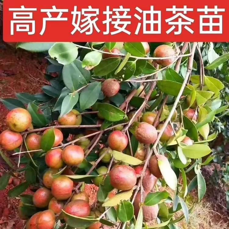 高产油茶树苗杯苗带土带叶发货正宗山茶油山茶籽