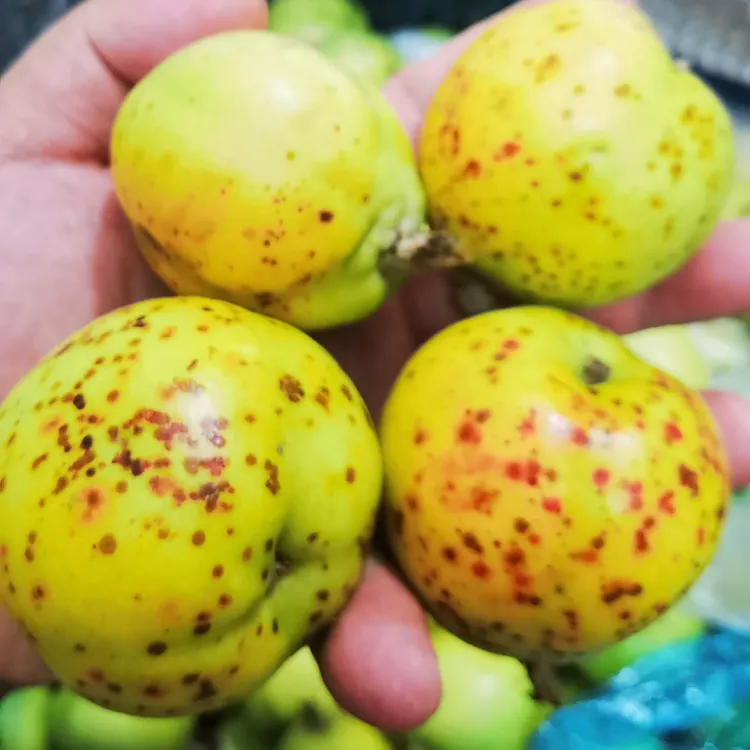 澜沧嫁接多依熟了1000克大果12-14个左右（送胡辣子蘸）（顺丰包邮）