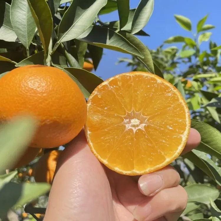 爱媛28号红美人新鲜现摘手剥橙香甜多汁应季水果