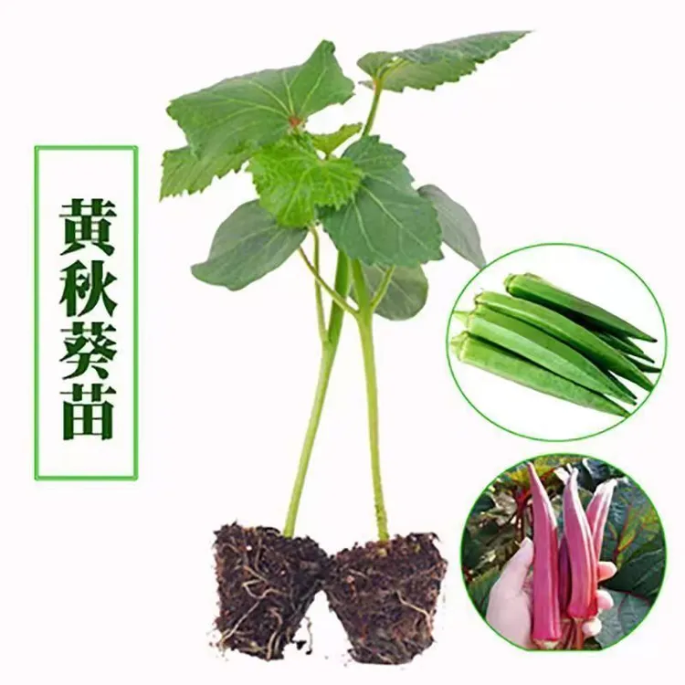 秋葵苗子水果秋葵秧苗带土秧苗红秋葵耐高温低温懒人四季蔬菜苗