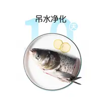 活杀吊水花鲢鱼头1条 约950g
