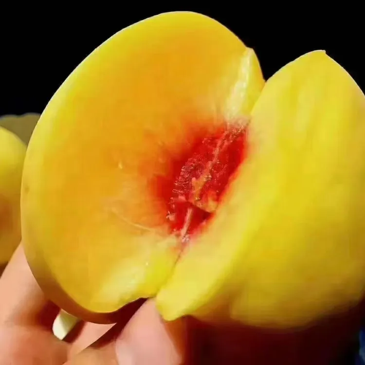 正宗锦绣黄桃炎陵黄桃苗果树苗嫁接苗南北方种植四季可移栽