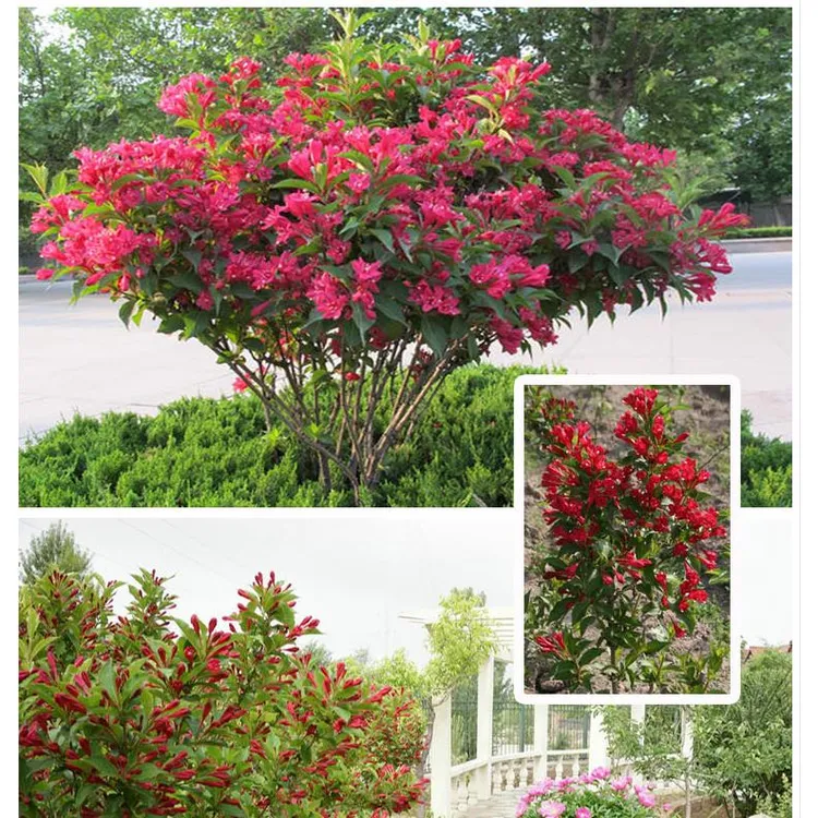 红王子锦带绿化工程盆栽花卉红王子锦带花耐寒开花多花期长规格齐