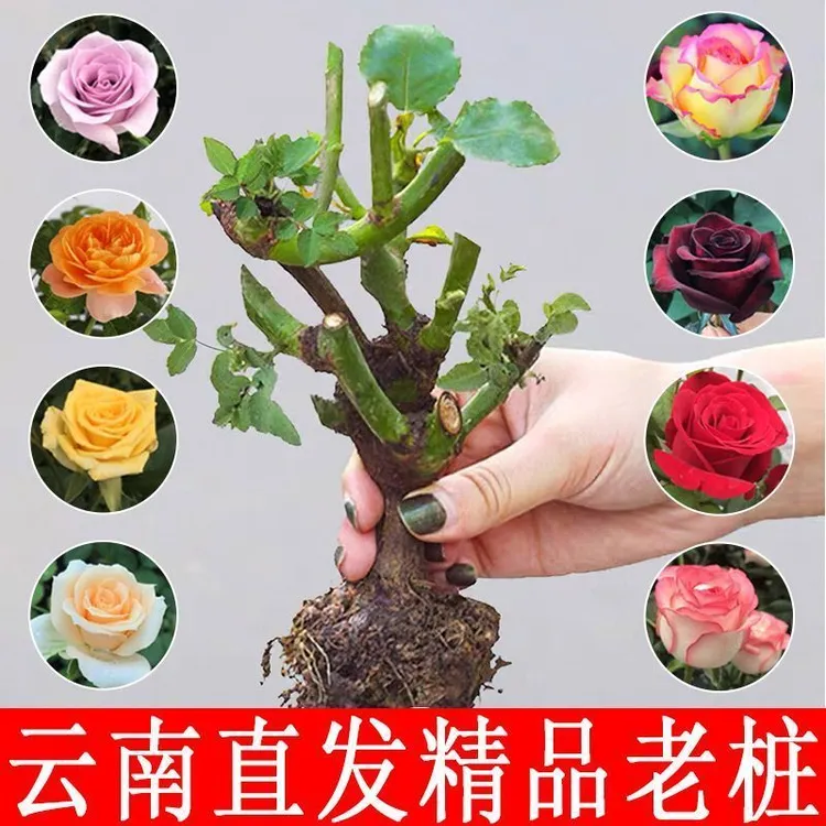 【拍一发三】玫瑰花苗月季花大花浓香花卉盆栽老桩观花绿植阳台庭院