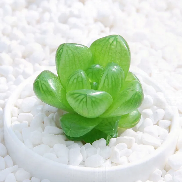 新品玉露多肉植物组合十二卷花卉盆栽黄金玉露冰灯冰川室内盆栽属