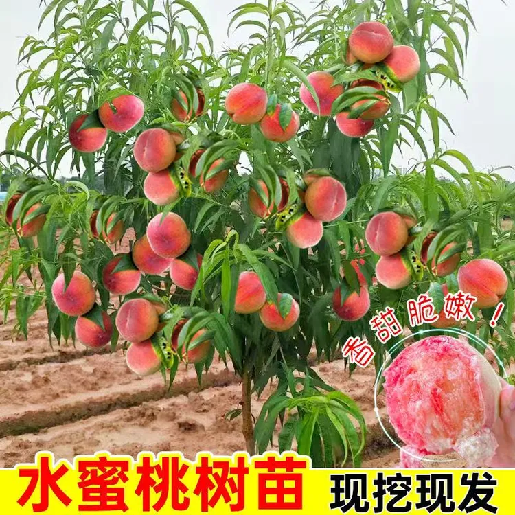 嫁接桃树水蜜桃血桃黑桃黄桃油桃蟠桃盆栽地栽南北方种植当年结果