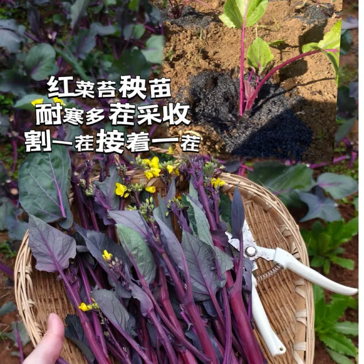 耐寒早熟红菜苔苗秋冬蔬菜苗阳台庭院种植佳品蔬菜秧苗
