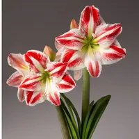 「朱顶红斯巴达克斯」自然球现挖 七里花乡朱顶红基地直发