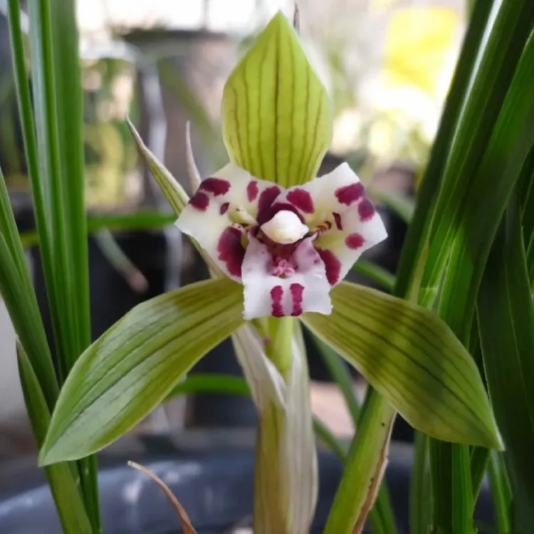 乌蒙白彩冬季带花苞浓香型兰花苗莲瓣兰春兰室内盆栽绿植花卉