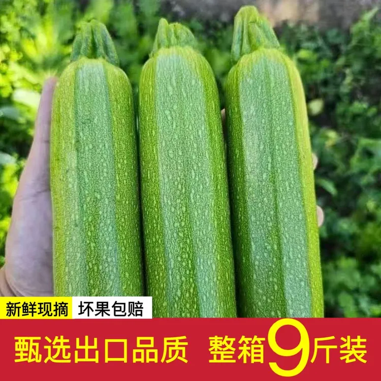 云南产地农家种植【西葫芦】新鲜现摘发货当季蔬菜头茬当季新鲜蔬菜
