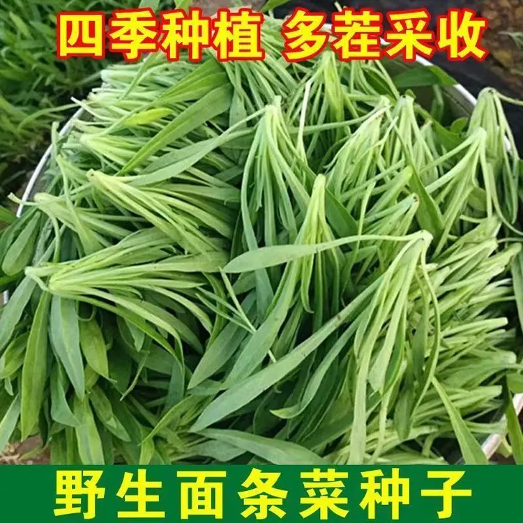 【野生面条菜种子】四季播新鲜野菜面条菜农家当季野菜蒸菜野保健