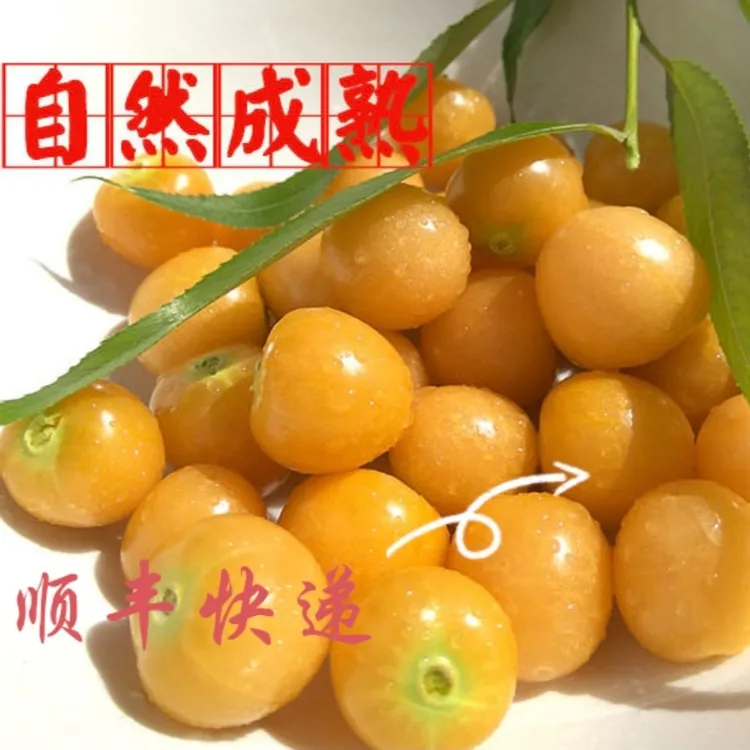 东北特产菇娘果（2斤5斤两种规格）顺丰快递，偏远地区普通快递