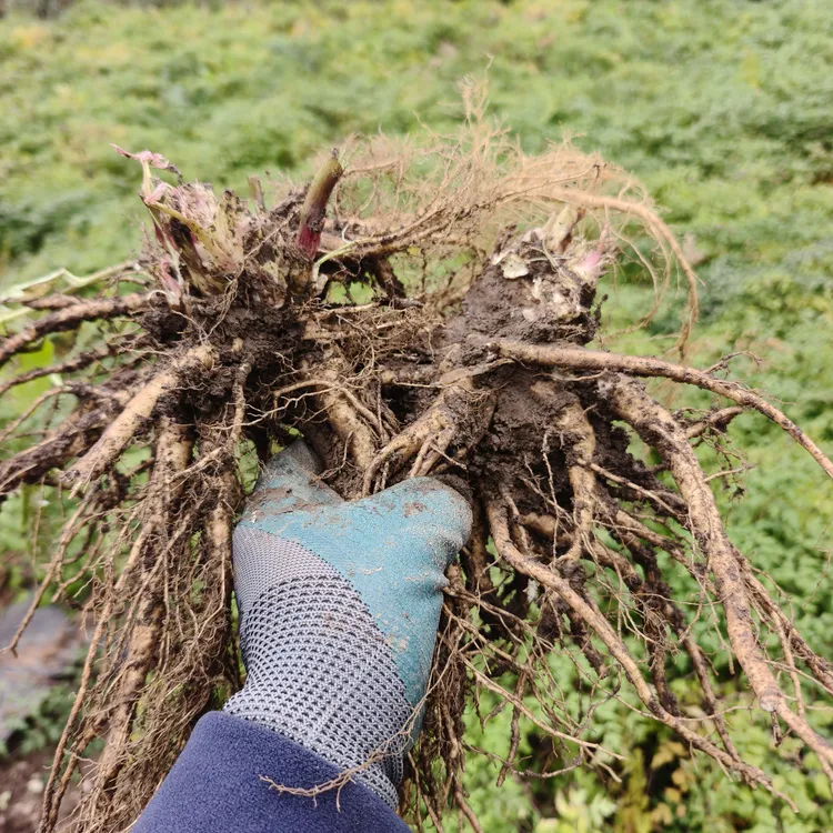 甘肃高原高山岷县当归鲜货现挖包邮