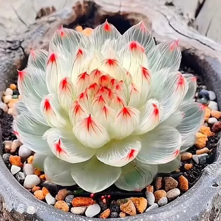 新品白娘子玉露黄金多肉植物盆栽新手好养肉肉办公室阳台花卉