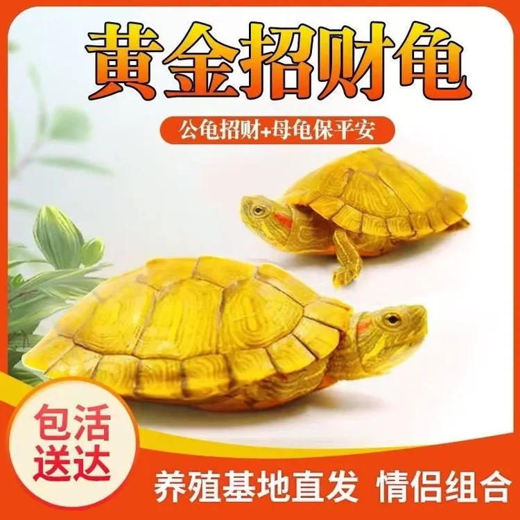 【招财黄金龟】家养小乌龟好养活情侣龟大水乌龟宠物观赏龟巴西龟