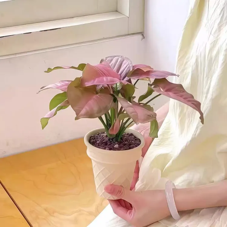 红粉佳人合果芋粉色植物盆栽办公室客厅桌面好养绿植花卉净化空气