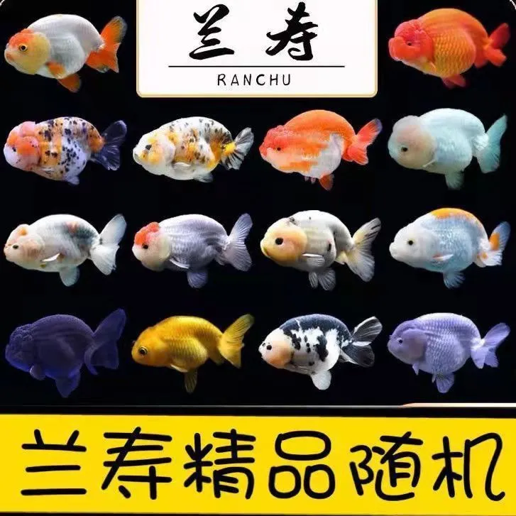 兰寿练手鱼适合新手玩家鱼