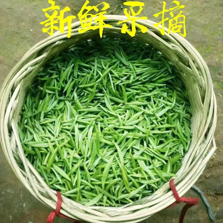 正宗雀舌绿茶2025明前新茶嫩芽春茶原产地湄潭厂家直发高山云雾茶