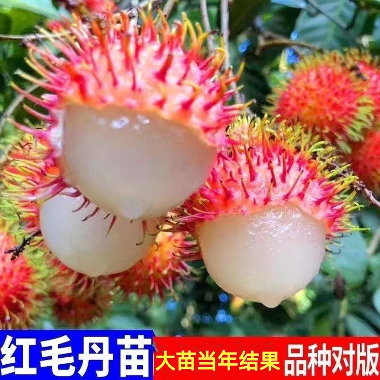 嫁接红毛丹树苗南方种植新款室可食用用当年结果毛荔枝苗耐寒果树