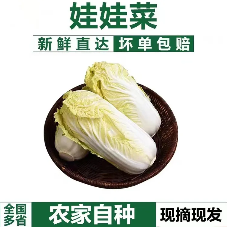 【不泡药水】精品黄心娃娃菜嫩甜新鲜时令蔬菜青白菜产地直发