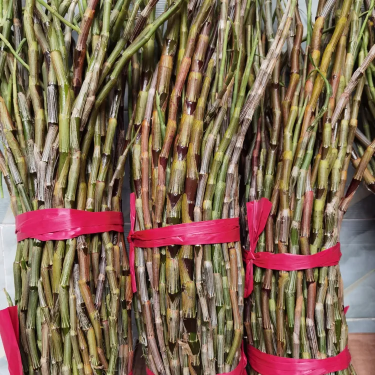 云南农户自产自销高山原生环境石斛鲜条