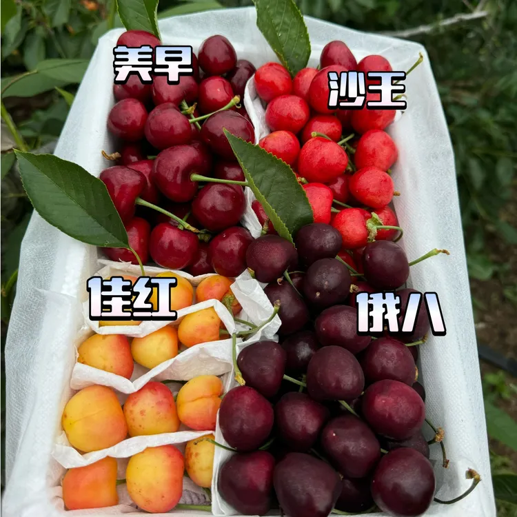 四拼新鲜大樱桃多品种脆甜多汁应季水果