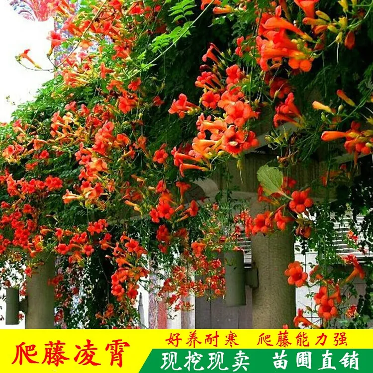 凌霄花苗凌霄花树苗庭院爬藤植物凌霄苗老桩大盆栽凌霄绿化攀爬