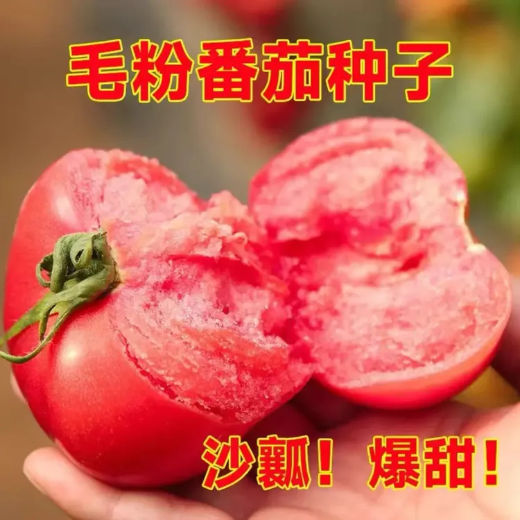 【毛粉粉果番茄种子】家庭阳台小院四季种植盆栽地栽易种易活商品图