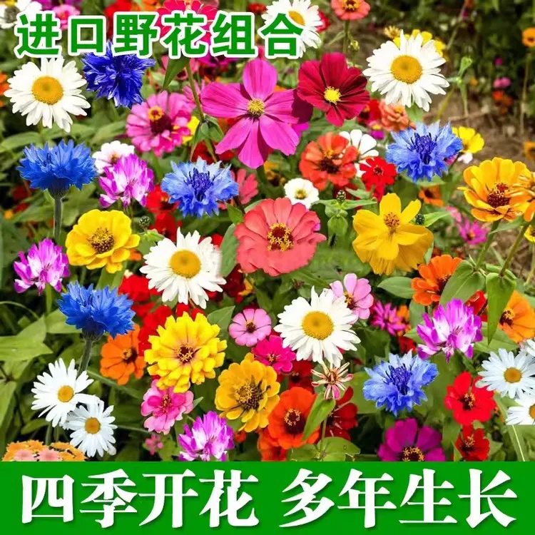野花组合花种子格桑花波斯菊四季播种开花易活花种籽子太阳花种孑