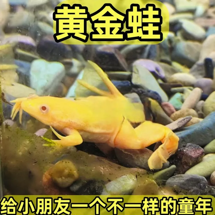 黄金蛙冷水淡水小青蛙招财蛙金钱蛙好养易活金蟾水族观赏宠物包邮