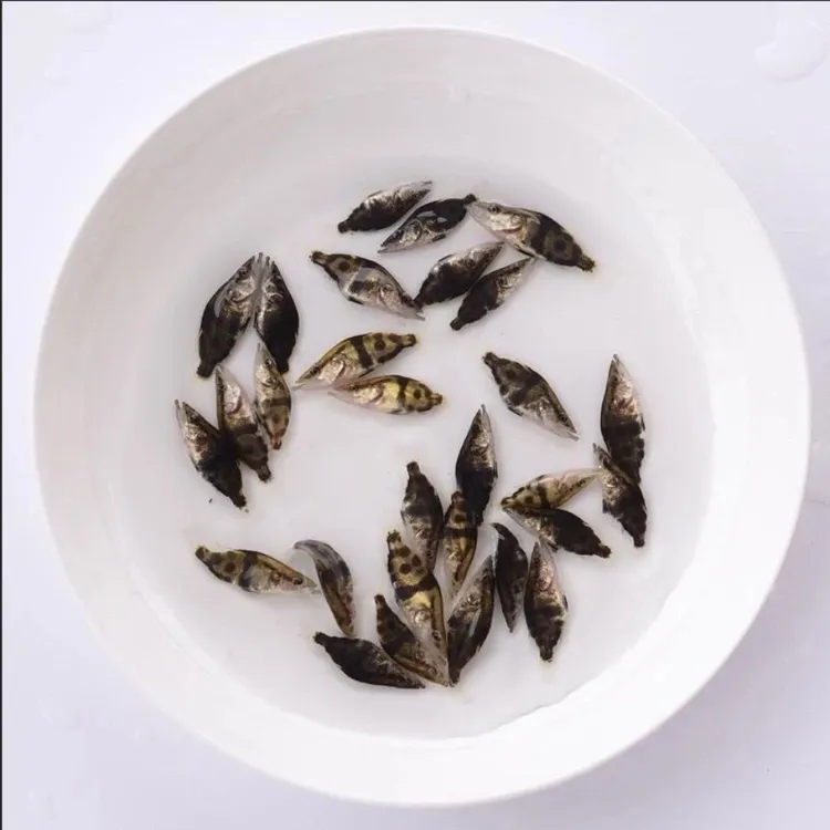 正宗鳜鱼4-7cm5-15cm1-5g小规格翘嘴鳜桂花鱼水族观赏渔场直销