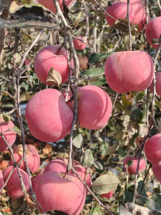 山东沂蒙山红富士苹果新鲜应季脆甜多汁皮薄肉厚口感好