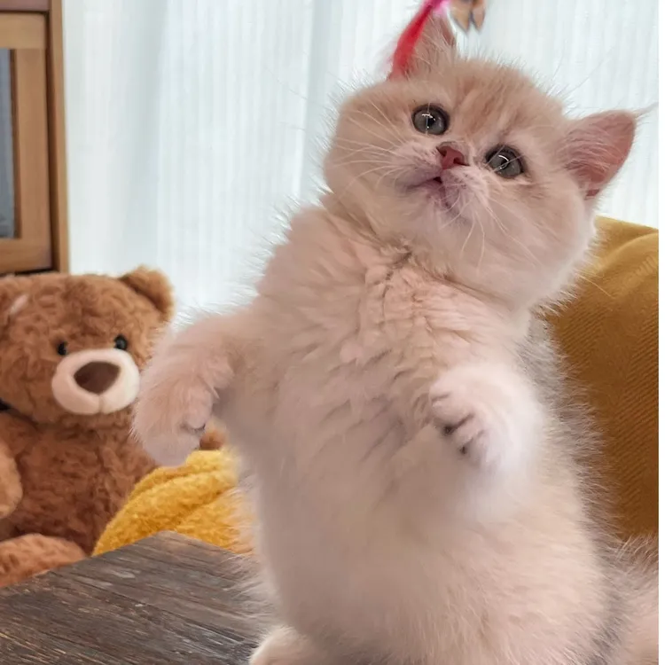 【SolarAurora金渐层猫舍】精品金渐层