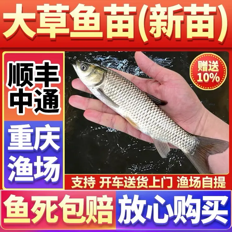 重庆长江淡水养殖草鱼水族观赏宠物鱼