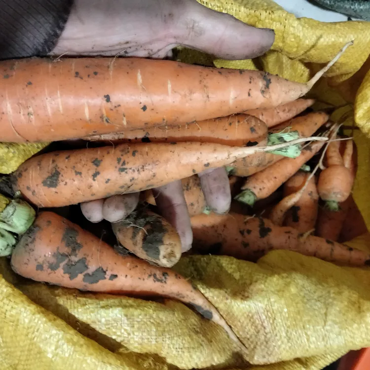 不打农药胡萝卜非转基因胡萝卜自己种的胡萝卜不是老品种胡萝卜新