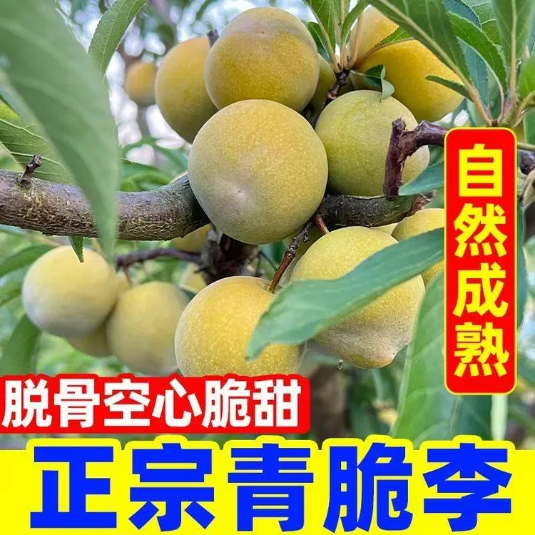 重庆高山晚熟正宗脱骨青脆李应季新鲜现摘甜脆多汁水果李子