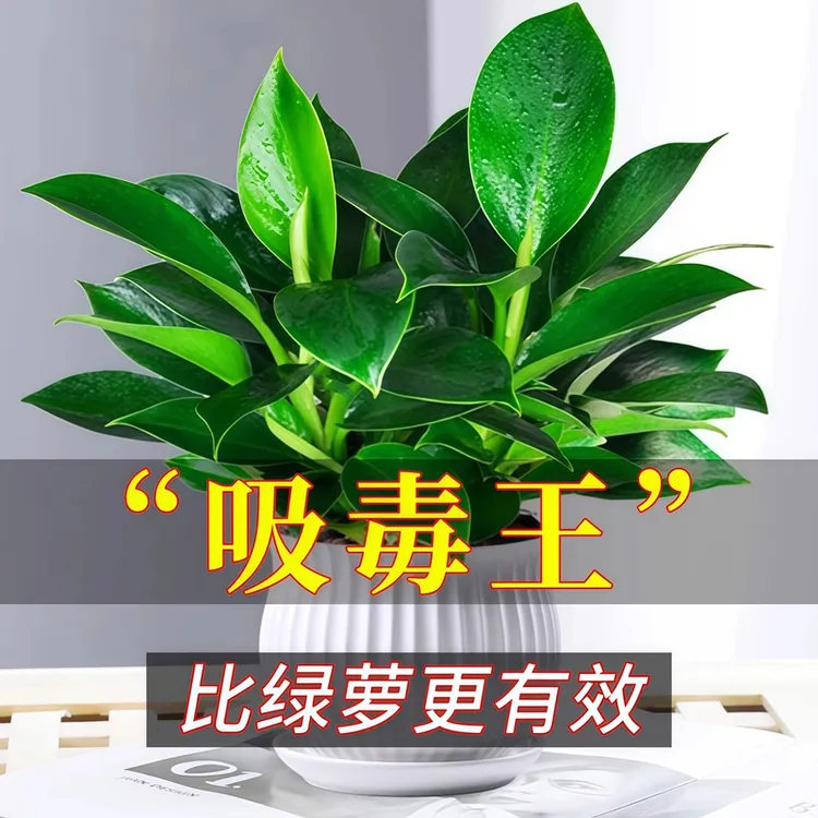 金钻盆栽绿萝花卉植物室内客厅办公室花水培绿植美观好养吸除甲醛