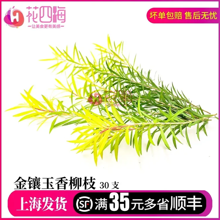 新鲜黄金柳芽 黄绿柳芽香柳 中餐日料西餐摆盘装饰花草点缀鲜花草