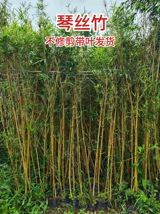 琴丝竹10袋（一袋2棵）无修剪全冠幅竹子苗基地带土球庭院绿植大型
