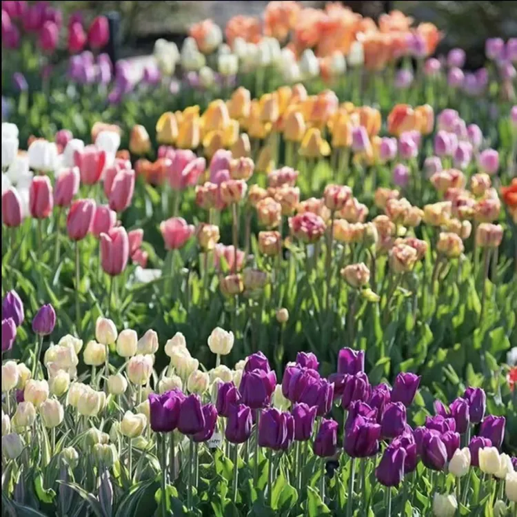 【自然球】郁金香种球进口球秋冬季种植耐寒易养护盆栽切花