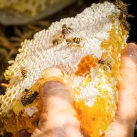 山里采的黄芪蜜｜每瓶都保真，假一赔十～梅梅05