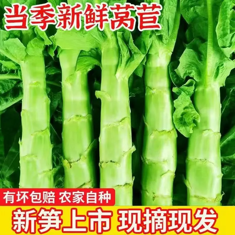 新鲜绿心莴笋可多种方式烹饪的当季时令蔬菜