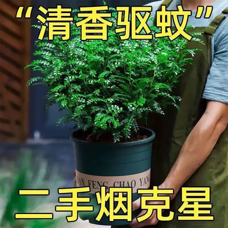 清香木盆栽烘焙强力驱蚊草绿植四季绿花卉室内胡椒木好养净化空气