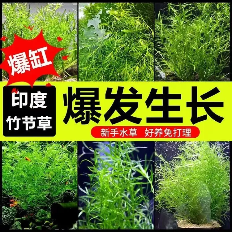 小竹节草新手好养耐活阴性水草鱼缸装饰造景鱼苗庇护净化水质增氧