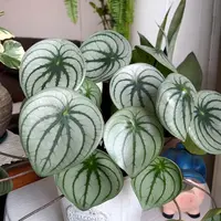 麒麟瓜椒草可水培好看好养天南星科绿植盆栽