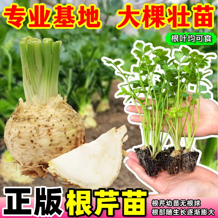 四季地中海根芹苗耐寒芹菜西芹苗大疙瘩山东芹菜水培芹菜冬季盆栽