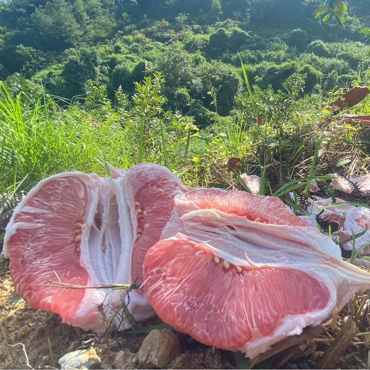 广东梅州红心蜜柚高山果园直发酸甜蜜柚当季蜜柚顺丰包邮现摘现发